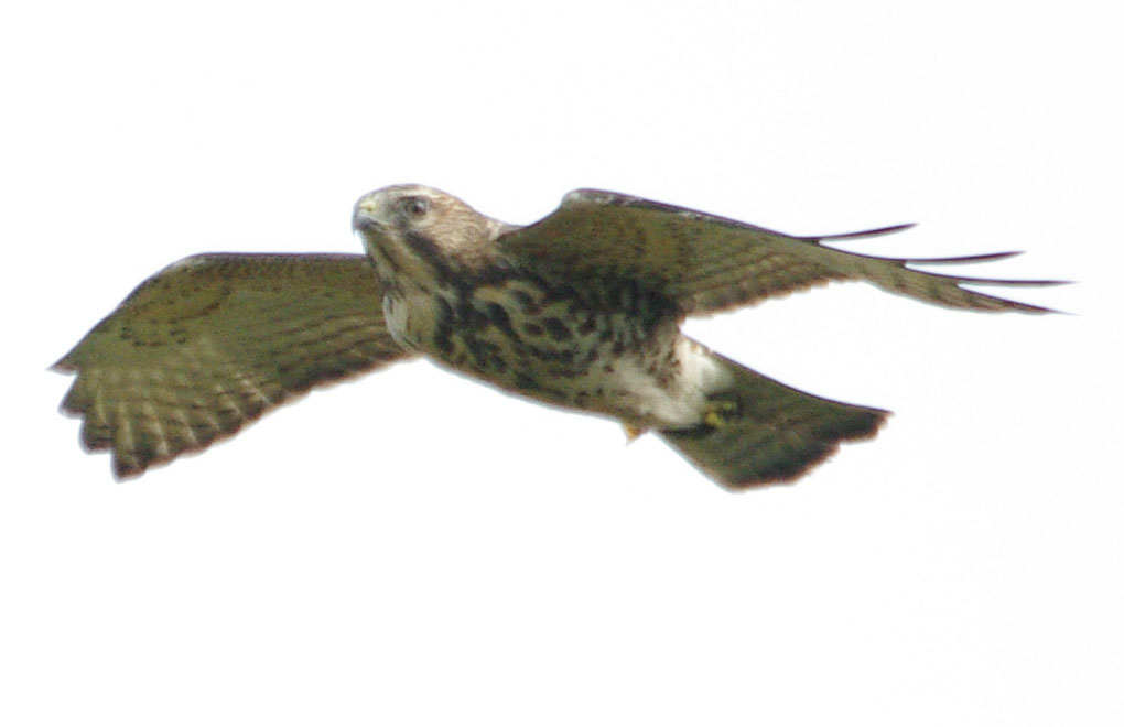 Incoming broadwing