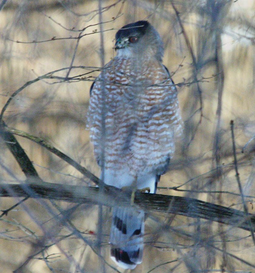 Cooper's hawk in deep bramble
