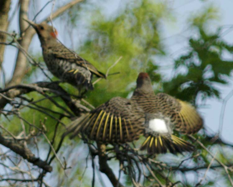 White rump of a flicker in flight