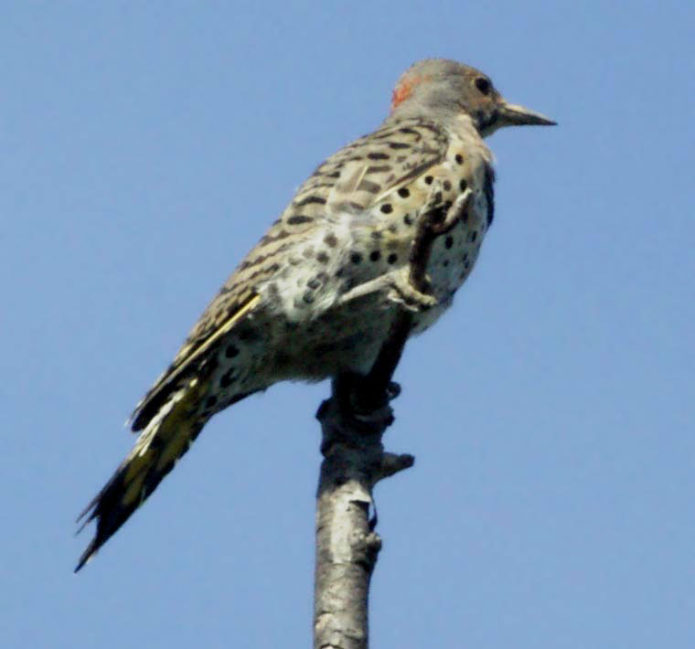 A flicker