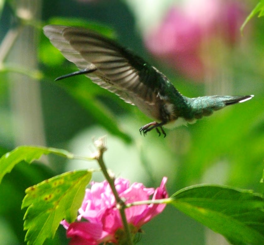 A mystery bird