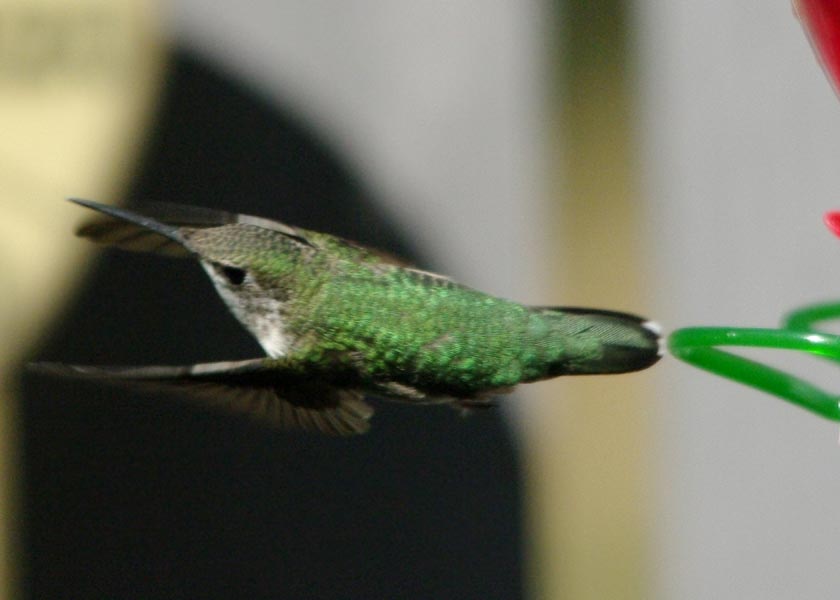 Hummer exit