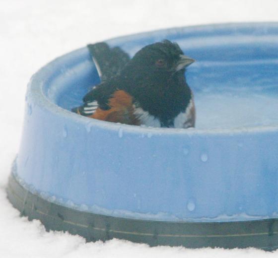 Towhee in blue bowl