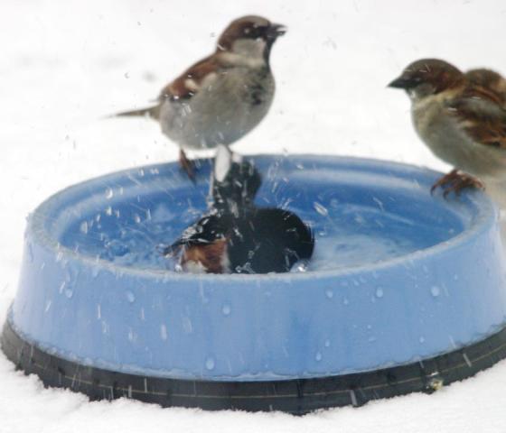 Towhee splashing
