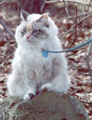 Blue eyes