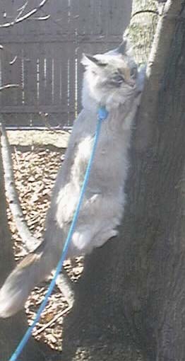 Tree climbing