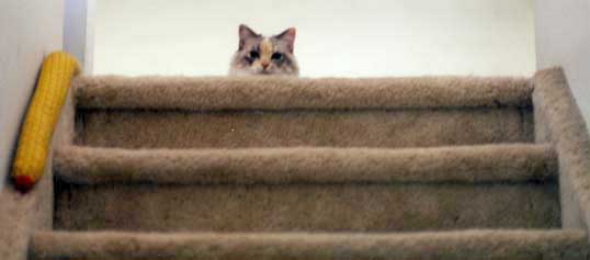 The Cloudberry greeting committee