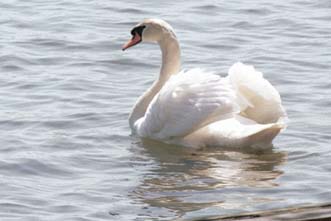 Drying swan