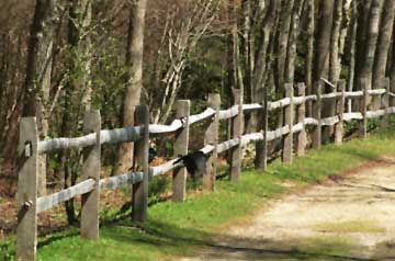 Along a trail