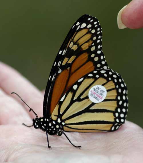 A tagged butterfly held by Sue