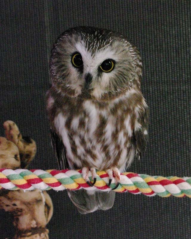 Sammy the Saw-whet owl