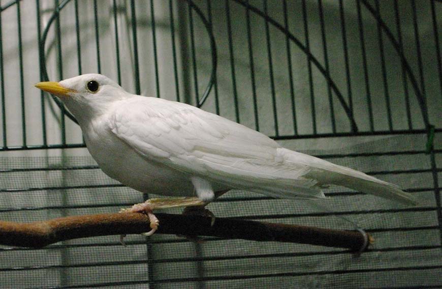 Beatrice the leucistic robin