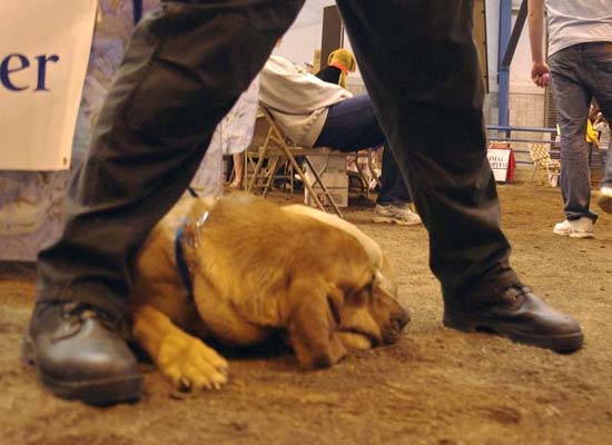 Foot and paw